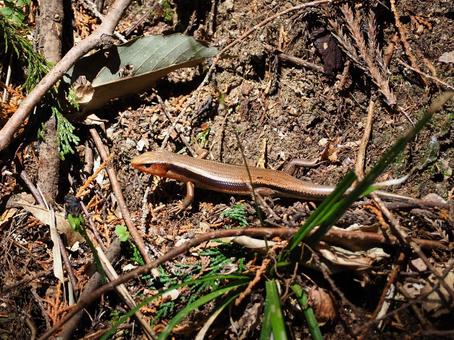 婚姻色らしきものが確認できるトカゲ 婚姻色らしきものが確認できるトカゲの写真