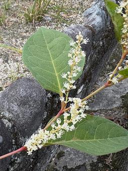 植物　イタドリ（虎杖） イタドリ,虎杖,植物の写真素材