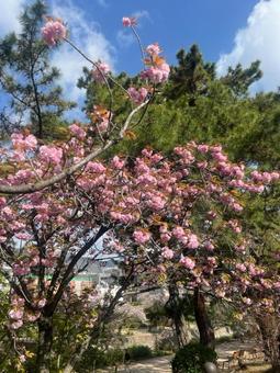 梅の花 梅の花の写真