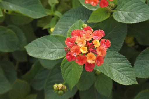 ランタナ③の写真