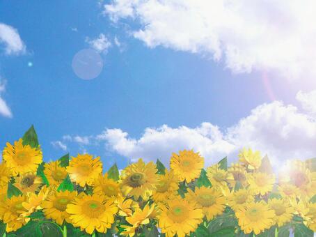 ひまわり ひまわりの写真