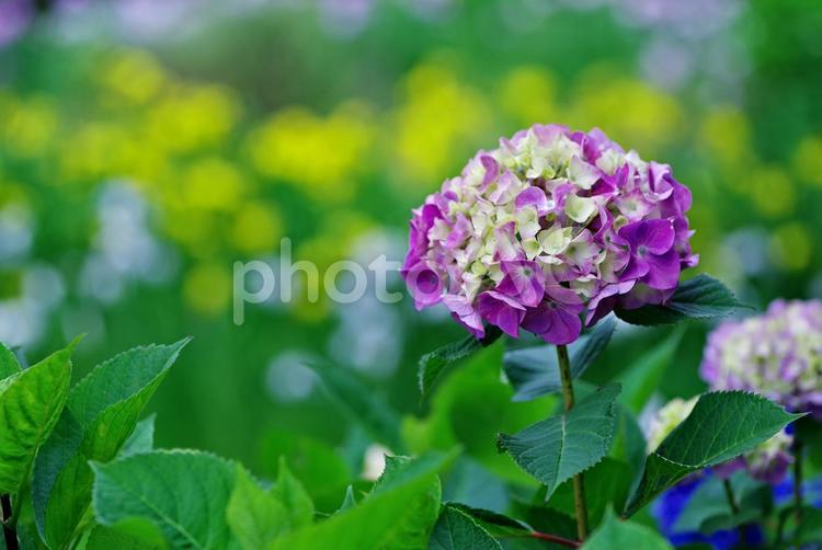 紫陽花　アジサイ　あじさい 紫陽花,アジサイ,あじさいの写真素材