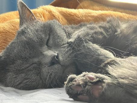 すやすや眠るブリティッシュショートヘア 猫,お昼寝,就寝の写真素材
