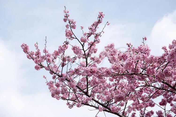 満開のピンク色の桜 お花見,きれい,ピンクの写真素材
