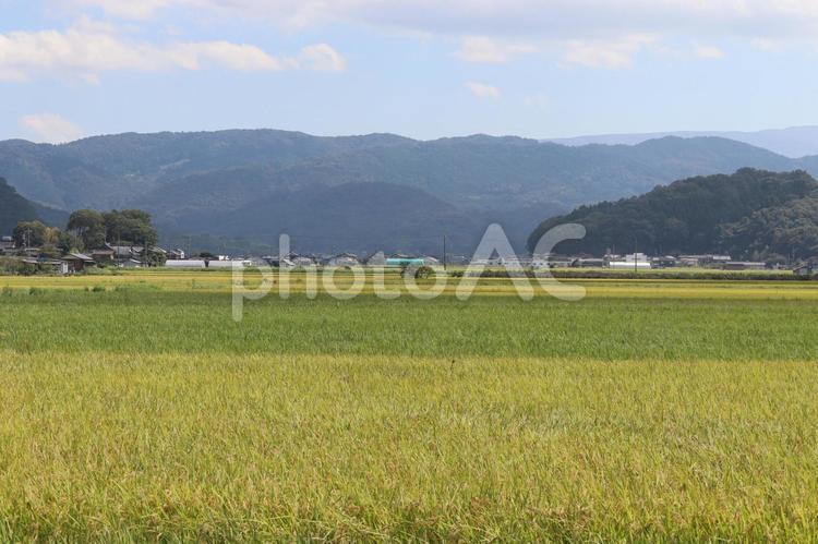 秋空に山の麓まで広がる稲田 稲穂,稲田,田んぼの写真素材