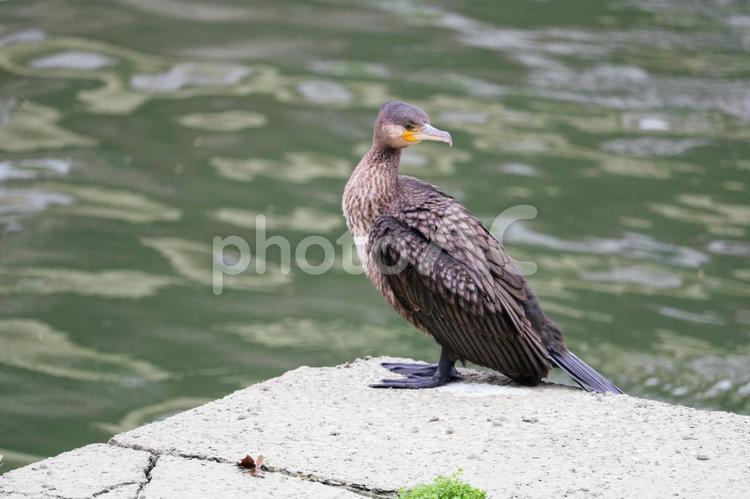 水辺の海鵜の８ 鳥,とり,トリの写真素材