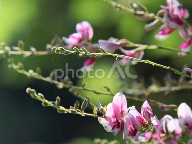 可愛らしいピンク色の花びら。 秋,初秋,自然の写真素材