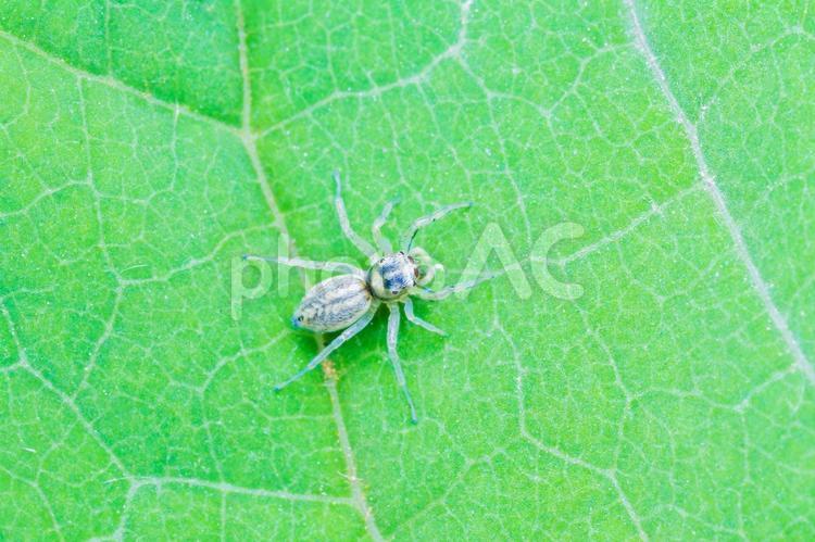 葉の上の小さなハエトリグモ クモ,蜘蛛,ハエトリグモの写真素材