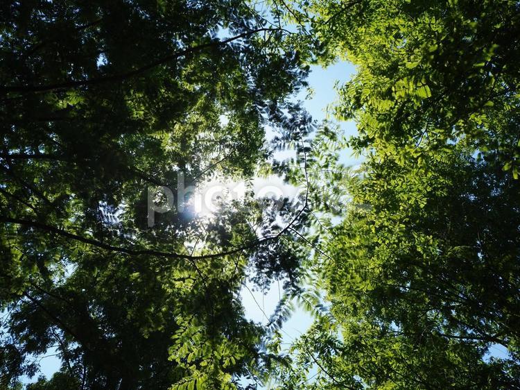 木漏れ日 青,青空,背景素材の写真素材