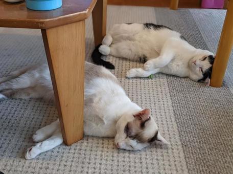 眠いネコちゃん 眠いネコちゃんの写真