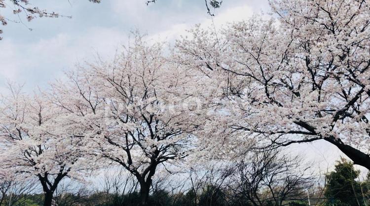 桜並木 春,春終わり,曇りの写真素材