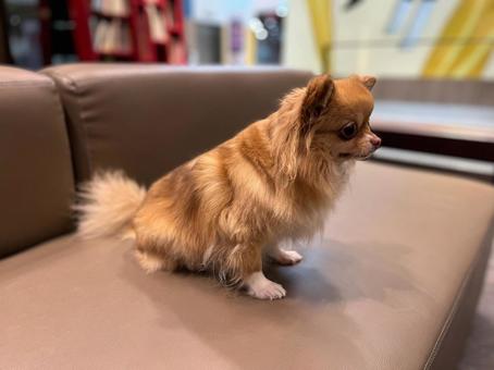 座るチワワ チワワ,犬,ペットの写真素材