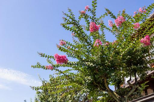 夏の青空に映えるピンク色のサルスベリの花の写真