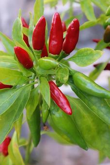 ナンバンゴショウ 唐辛子,植物,自然の写真素材
