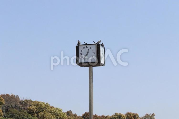 鳩を乗せた公園時計 時計,公園,鳩の写真素材