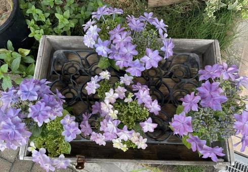 紫の花 紫の花の写真