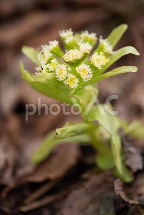ふきのとう ふきのとう,蕗の薹,フキノトウの写真素材