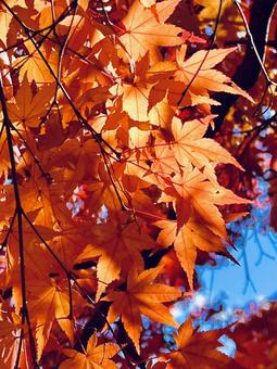 オレンジ色の紅葉 オレンジ色の紅葉の写真