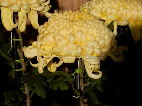 【風景写真】福山菊花展覧会の風景 キク,菊,菊花展の写真素材