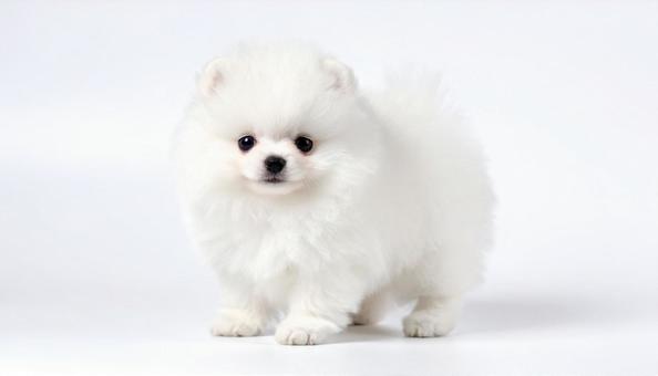 わんこ わんこの写真