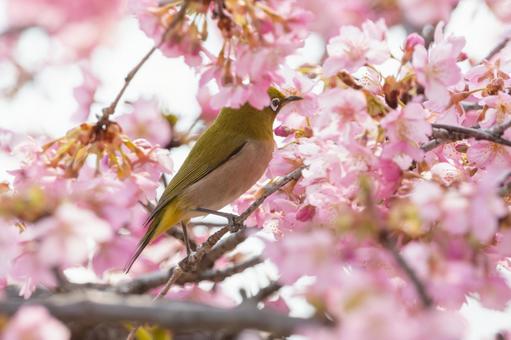 A Japanese white-eye resting on Kawazu cherry blossoms, JPG
