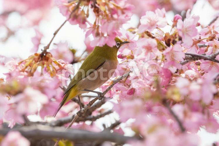 河津桜にとまるメジロ メジロ,鳥,野鳥の写真素材
