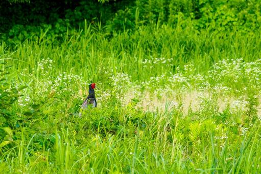 Pheasant ⒆, JPG Pheasant ⒆, JPG