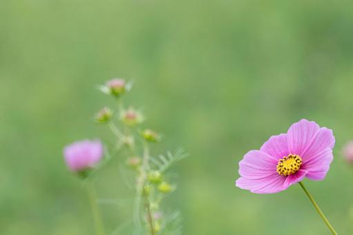 雨の日のコスモス畑の写真
