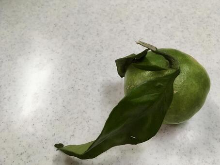 みかん(緑) みかん(緑)の写真