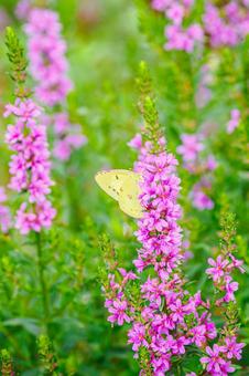 ミソハギとモンキチョウ(36) ミソハギとモンキチョウ(36) 花,植物,ミソハギの写真素材