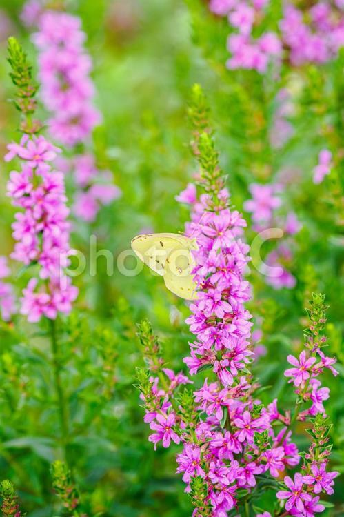 ミソハギとモンキチョウ(36) 花,植物,ミソハギの写真素材
