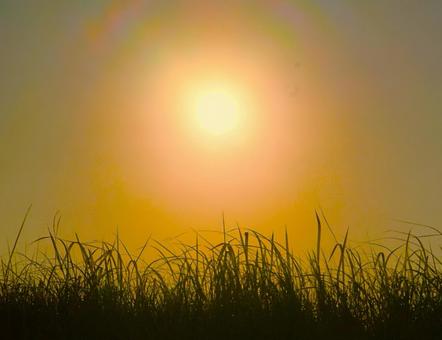 秋の土手に沈みゆく夕陽 夕日,夕焼け,草の写真素材
