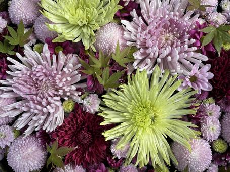 花手水 花手水,菊,手水舎の写真素材