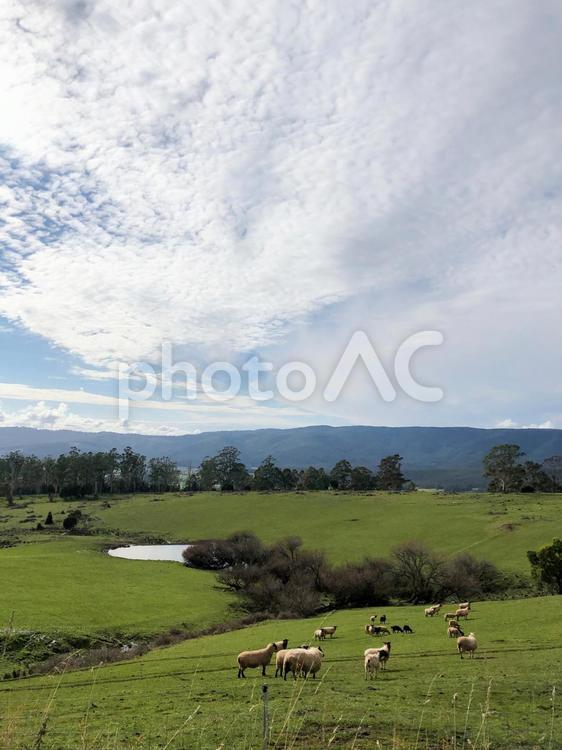羊のいる牧場の風景　大自然の丘 牧場,羊,酪農の写真素材