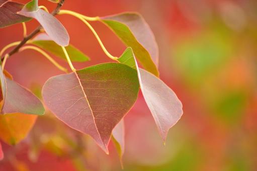 紅葉するナンキンハゼの写真