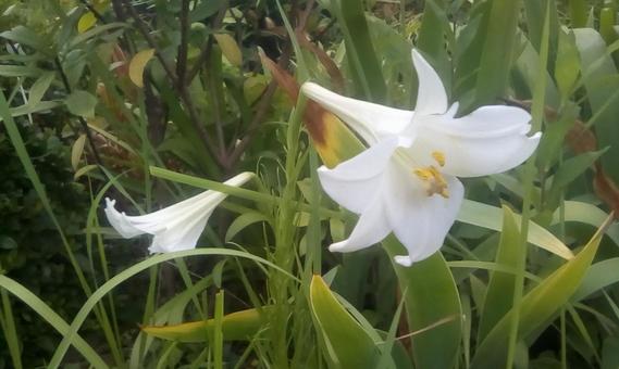 白い花 白い花の写真