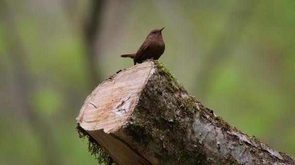 ミソサザイ(鷦鷯) ミソサザイ(鷦鷯) 自然,野鳥,鳥の写真素材