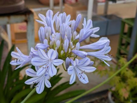 アガパンサスの花 アガパンサスの花の写真