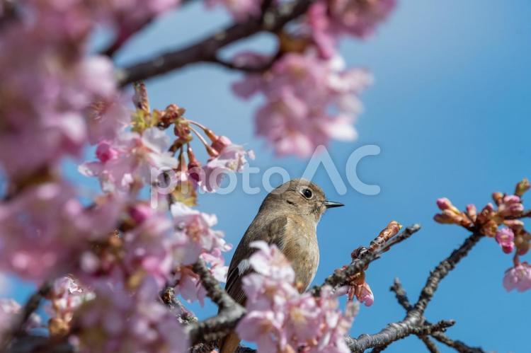 河津桜にとまるジョウビタキの雌 ジョウビタキ,鳥,野鳥の写真素材