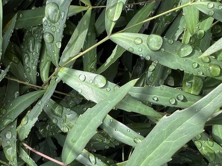雨粒と葉 葉,雨,雨粒の写真素材