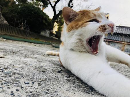 あくび 猫,あくび,ネコの写真素材