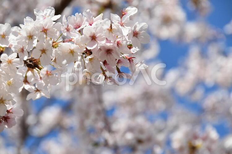 桜（染井吉野） 桜,染井吉野,青空の写真素材