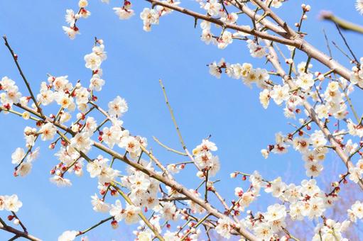 美しい白梅　６ 梅,年賀状,白の写真素材