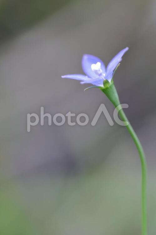 青い野草（ヒナギキョウ）１ 雑草,花,植物の写真素材