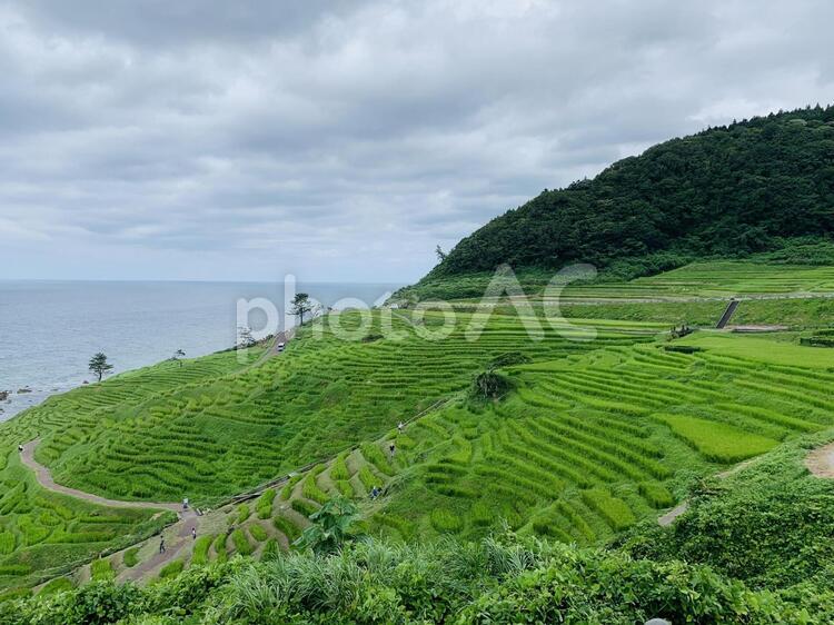 日本の棚田 風景,何人もありません,旅の写真素材