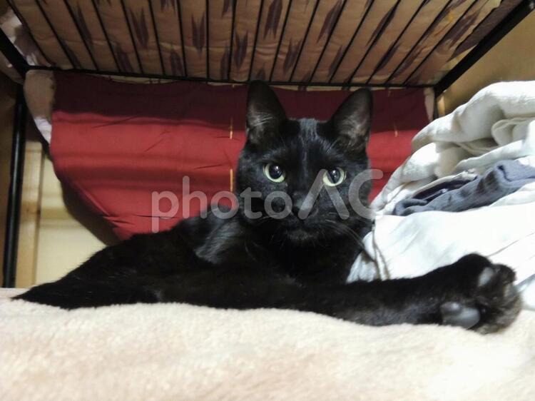 威厳と風格 ねこ,ネコ,ペットの写真素材