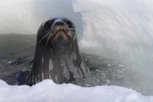 アザラシ アザラシ,冬,雪の写真素材