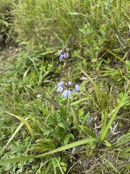 晩夏の高ボッチ高原の花2025 晩夏の高ボッチ高原の花2025の写真