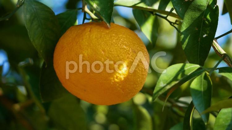 青空の陽を浴びて綺麗に輝く夏みかん 夏みかん,果物,フルーツの写真素材