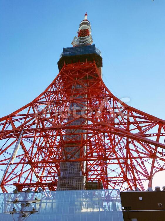 東京タワーを下から見上げた 東京タワー,空,快晴の写真素材